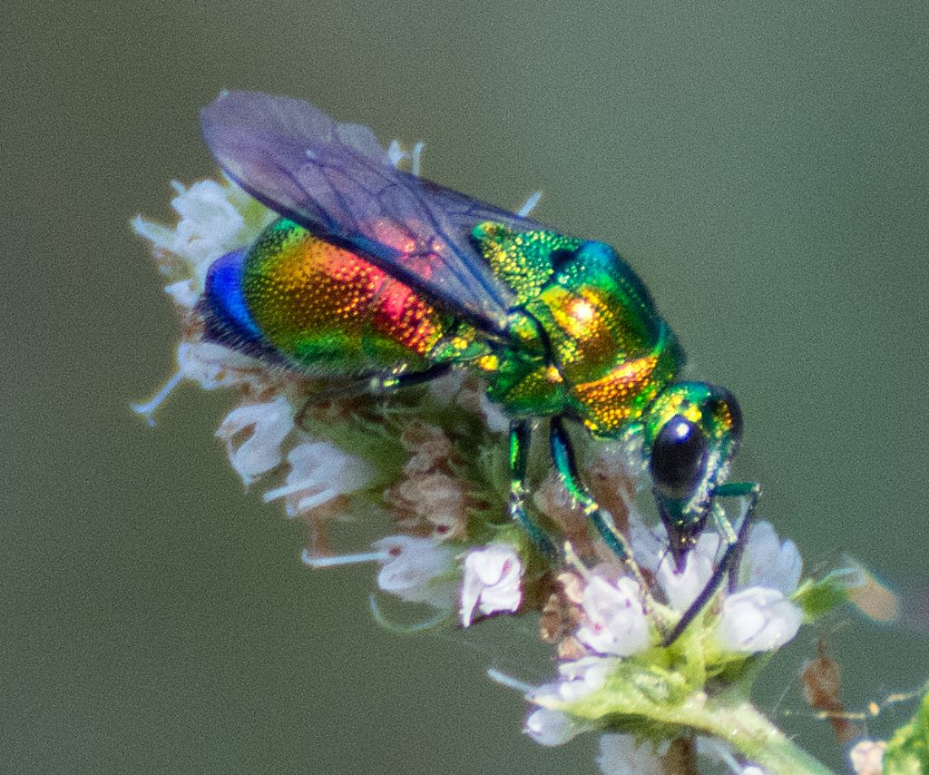 Chrysididae: Stilbum cyanurum